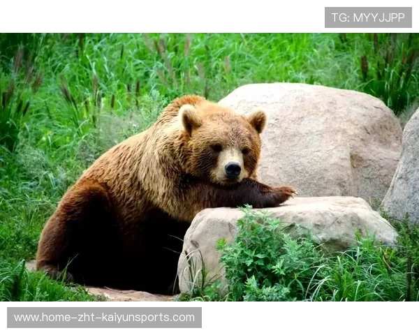 黑熊闹市伤人，俄罗斯小男孩机智脱险，俄罗斯男子把熊打成重伤